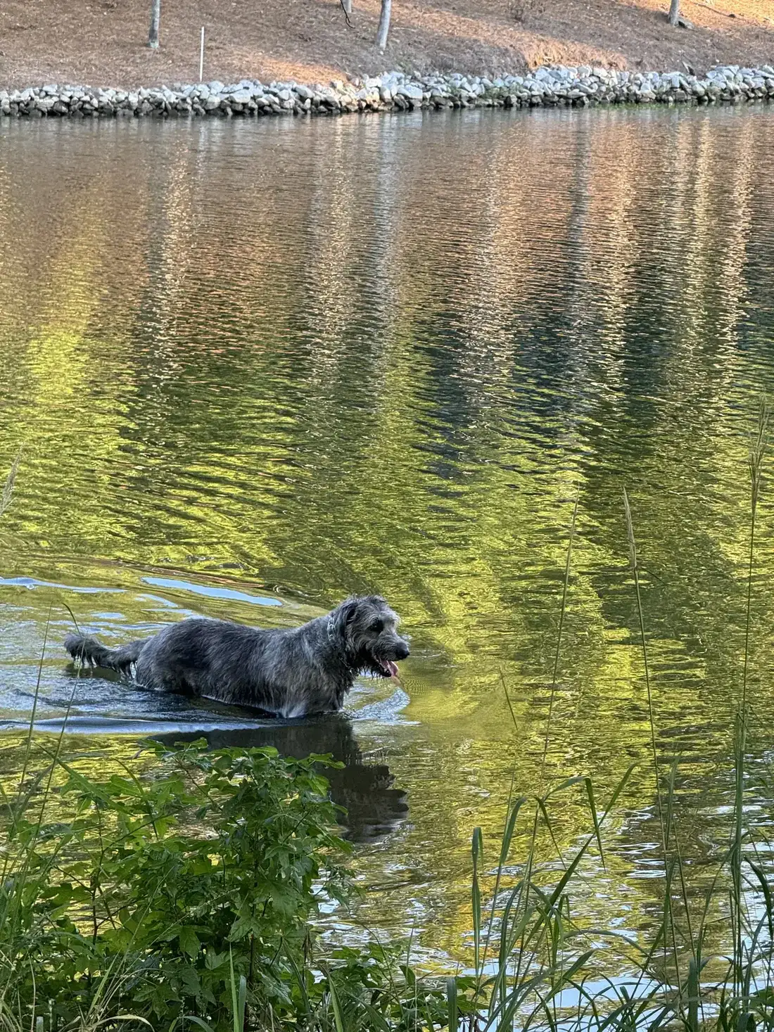 A dog wading in golden Lake Oconee shallows