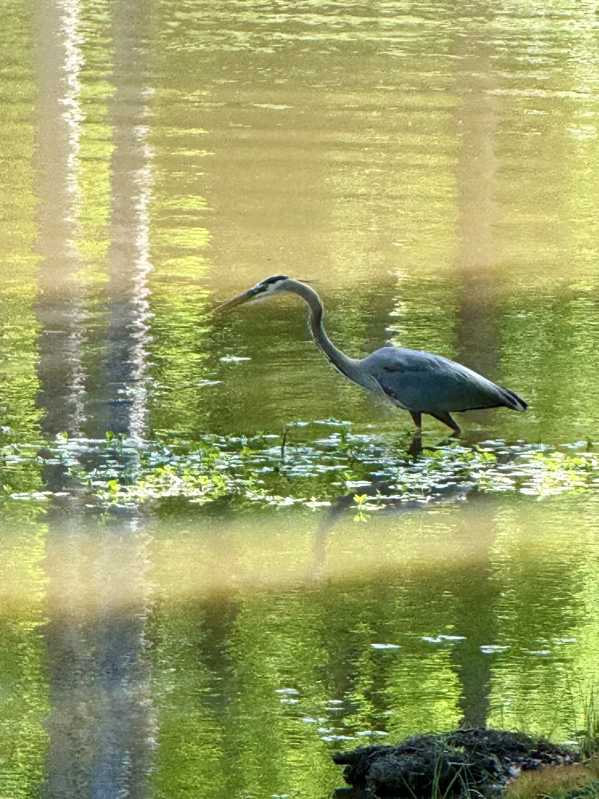 A great blue heron wading in golden Lake Oconee shallows